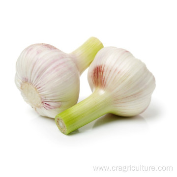 Buy Organic Culinary Garlic Low Price